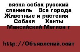 вязка собак русский спаниель - Все города Животные и растения » Собаки   . Ханты-Мансийский,Мегион г.